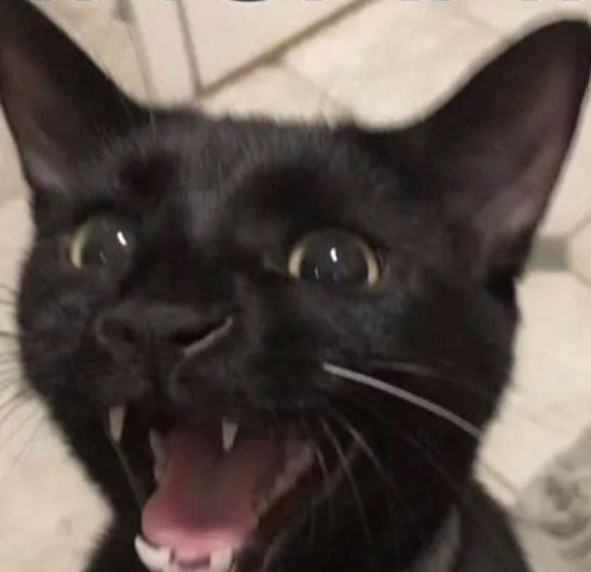 a cat screaming