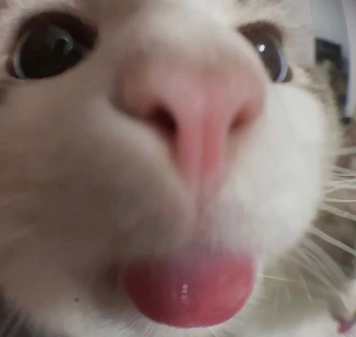 a cat poking its tongue out