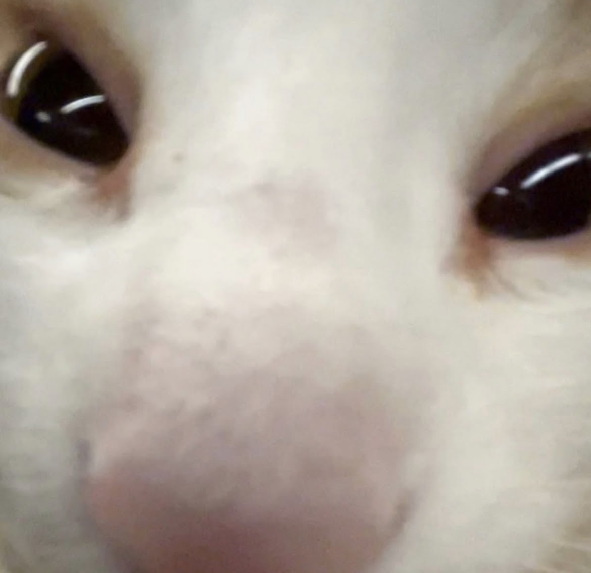 a cat really close to the camera