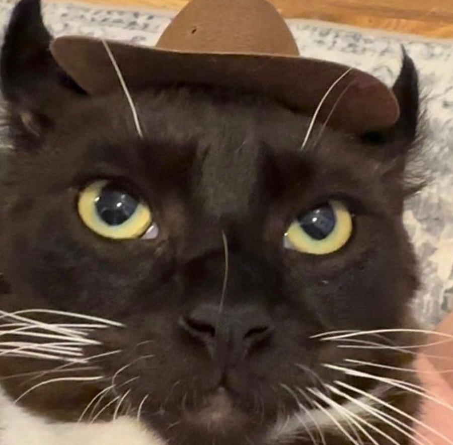 a large cat with a comically small cowboy hat