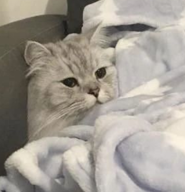 a cozy cat - my spirit animal