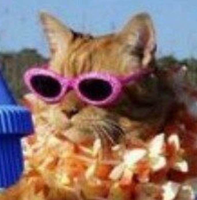 a cat on holiday with pink sunglasses, probably in hawaii