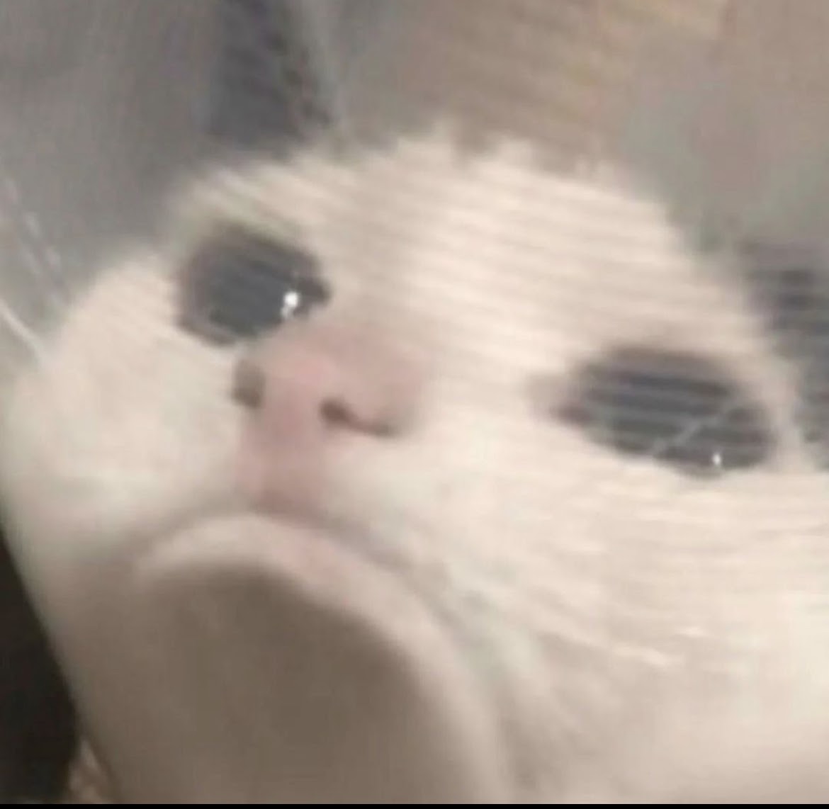 a cat with a sad face