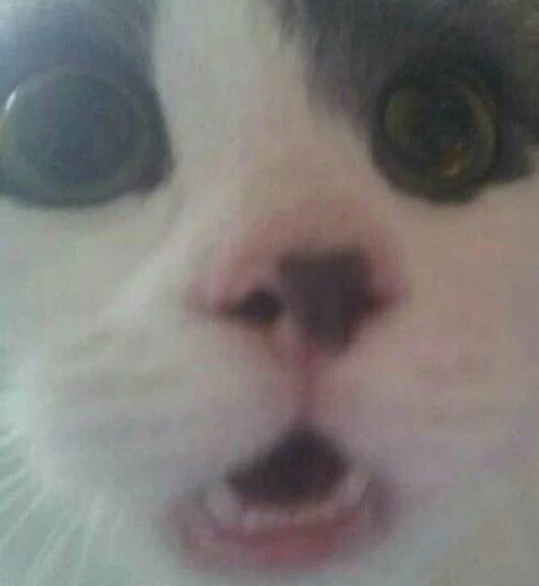 a surprised cat