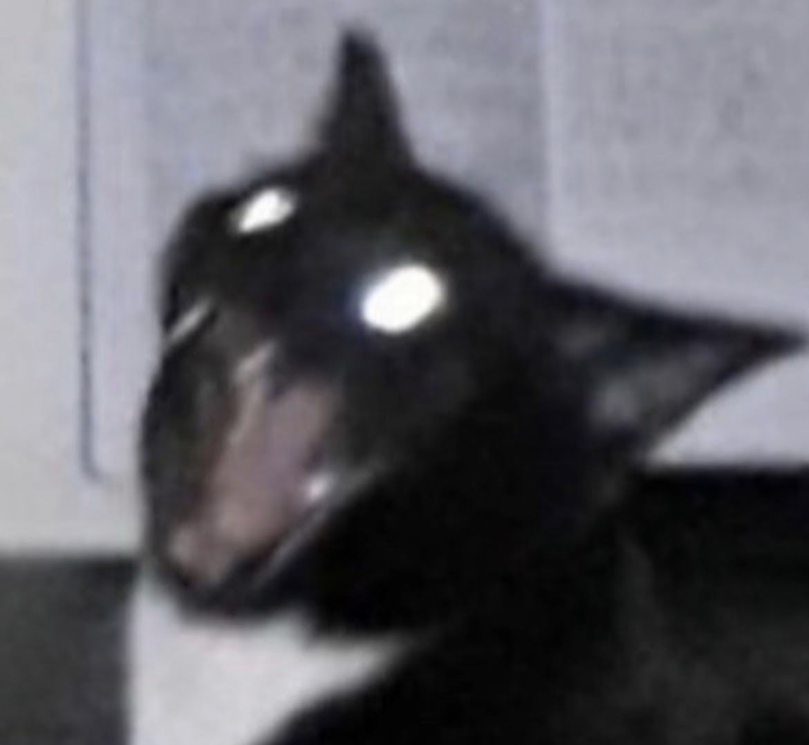 cat that looks like a demon