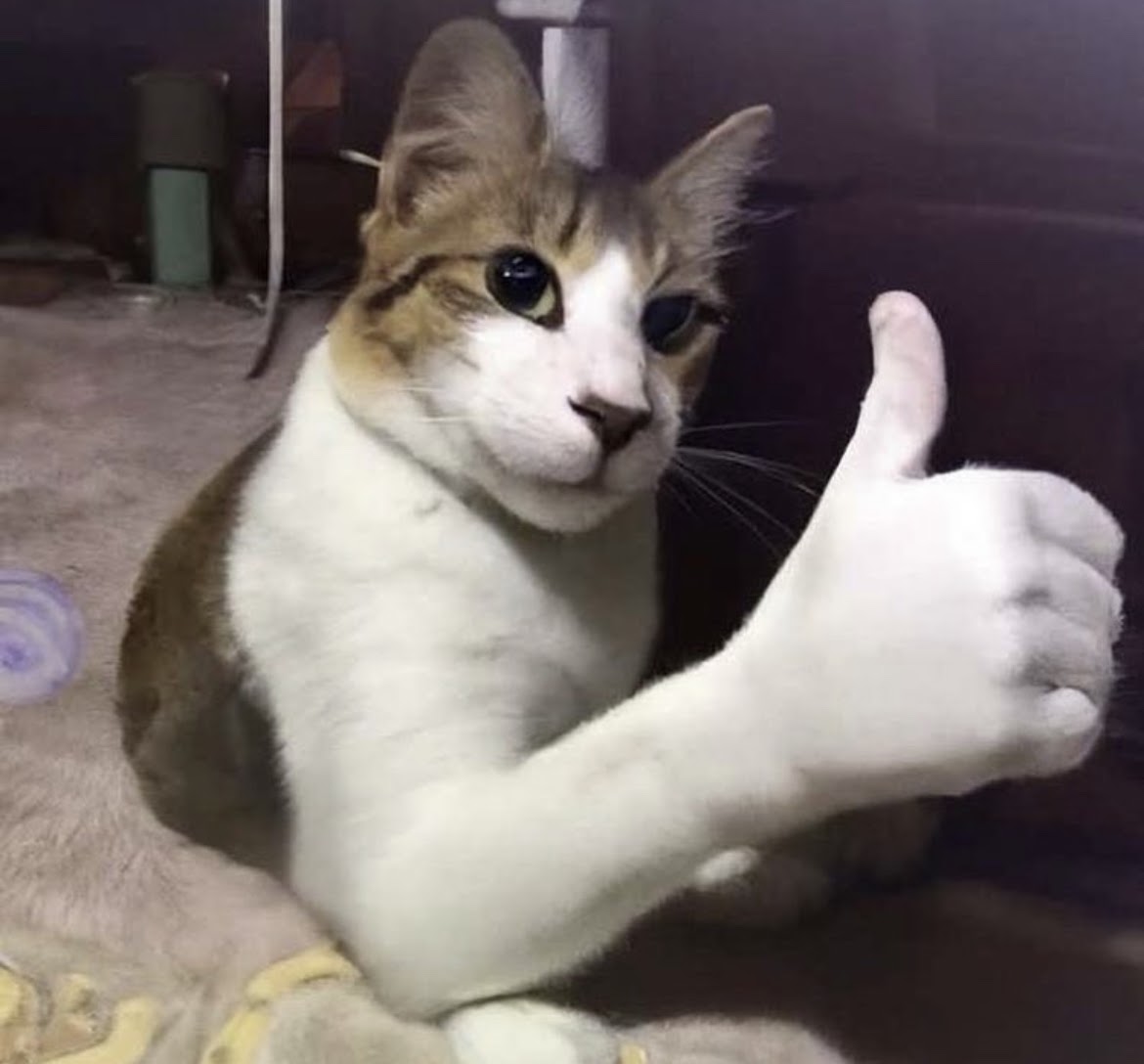 a cat with a thumbs up