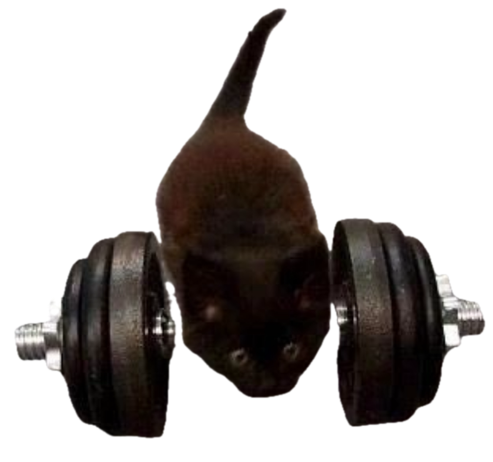 a cat with a very heavy dumbell
