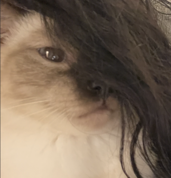 an emo cat 