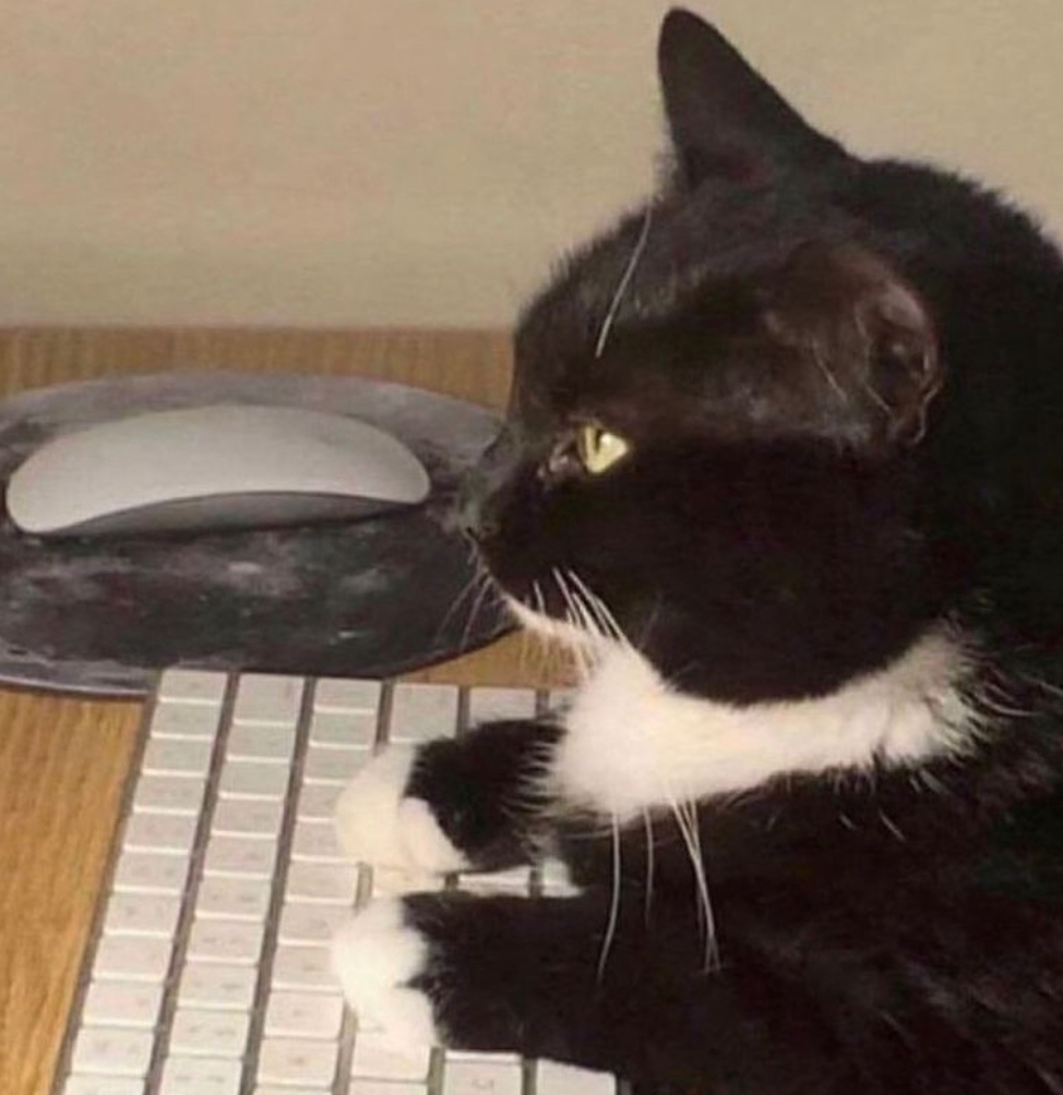 a cat typing on a keyboard