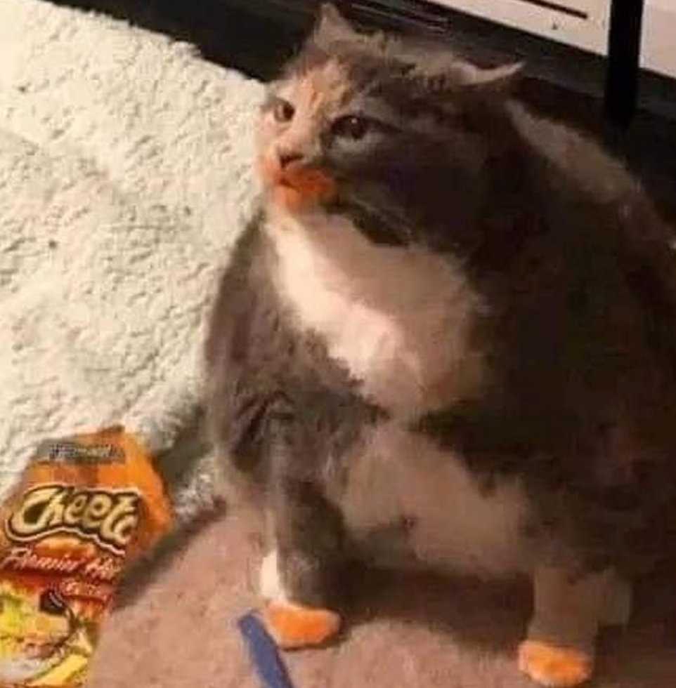 a large cat with cheeto dust on its paws