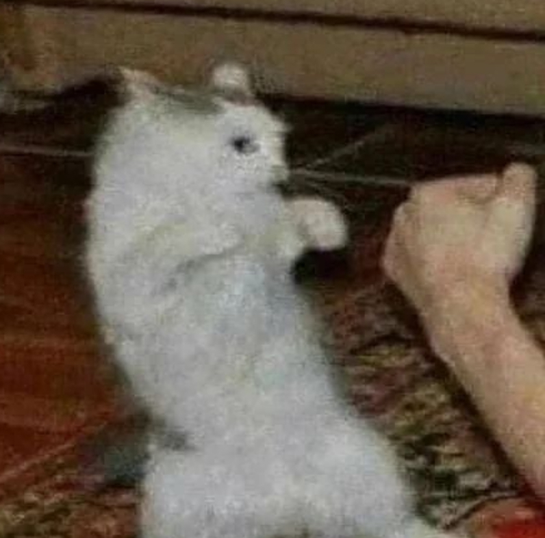 a cat in a fighting stance